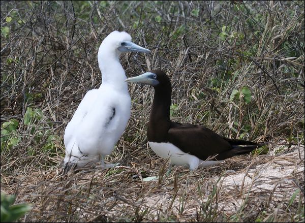 Brown Booby brown_booby_45070.psd