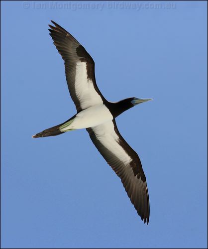 Brown Booby brown_booby_45211.psd