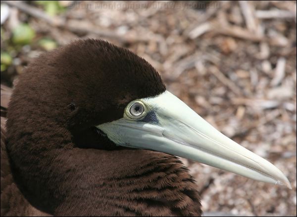 Brown Booby brown_booby_45289.psd