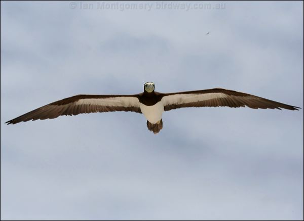 Brown Booby brown_booby_45439.psd