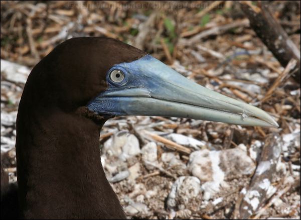 Brown Booby brown_booby_45952.psd