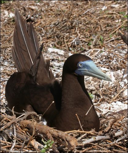 Brown Booby brown_booby_45960.psd
