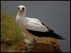 masked_booby_140688