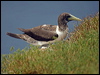 masked_booby_140697