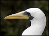 masked_booby_141075