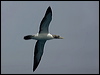 masked_booby_154222
