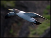 masked_booby_154227