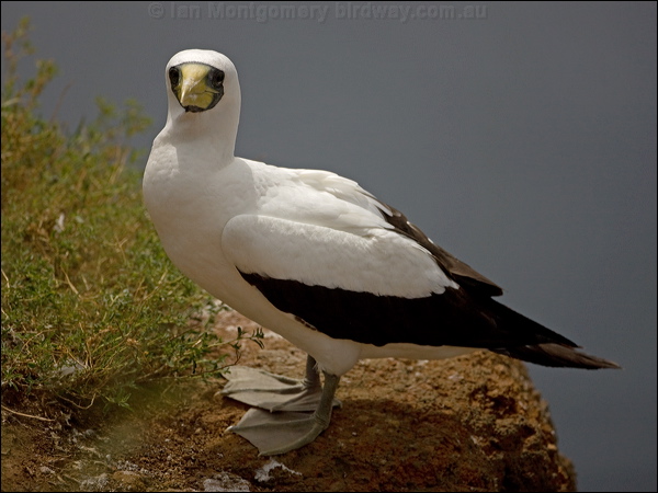 Masked Booby masked_booby_140688.psd