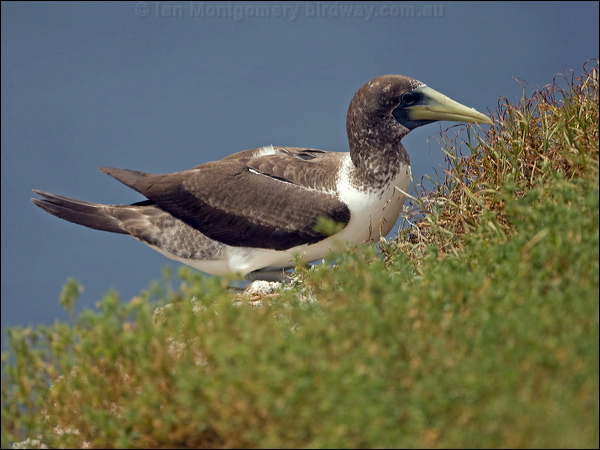 Masked Booby masked_booby_140697.psd