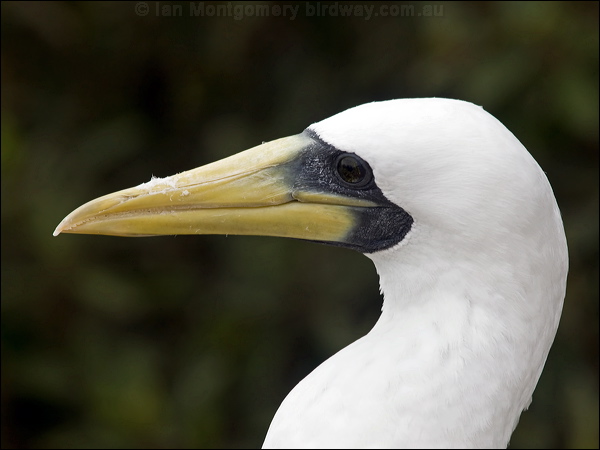 Masked Booby masked_booby_141075.psd