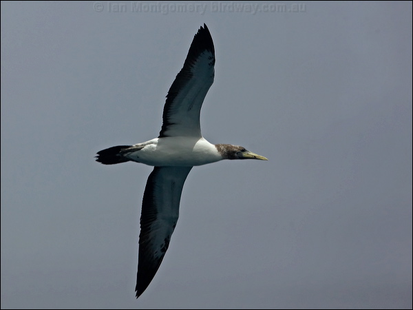 Masked Booby masked_booby_154222.psd