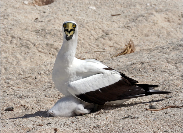Masked Booby masked_booby_44845.psd