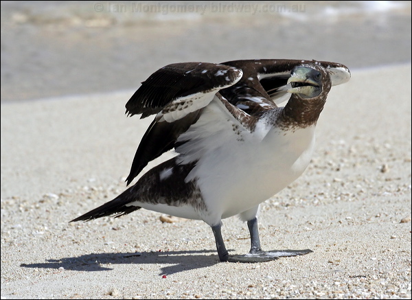Masked Booby masked_booby_44901.psd