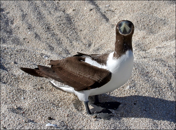 Masked Booby masked_booby_45519.psd