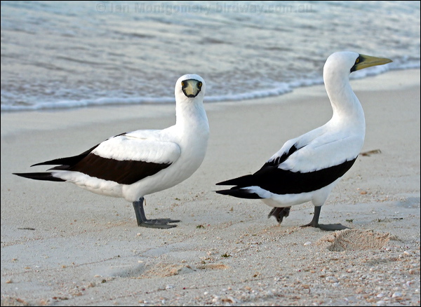 Masked Booby masked_booby_45681.psd
