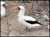nazca_booby_27607