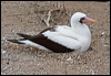 nazca_booby_27608