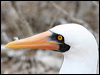 nazca_booby_27609