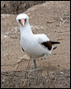 nazca_booby_27612