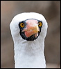 nazca_booby_27615