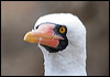 nazca_booby_27617