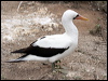 nazca_booby_27619