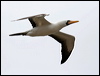 nazca_booby_27641