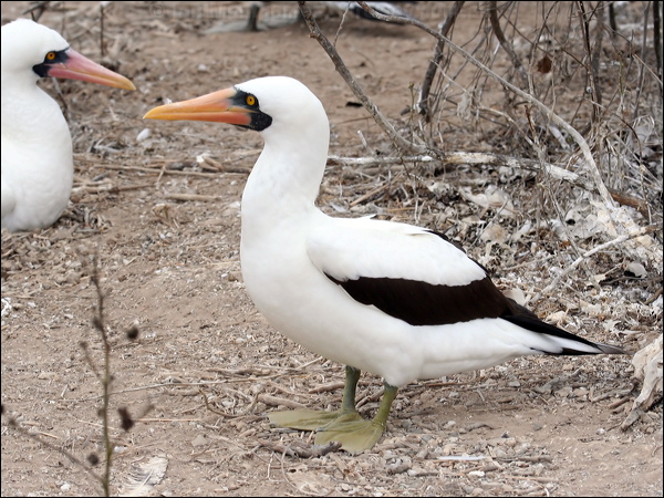 Nazca Booby nazca_booby_27607.psd