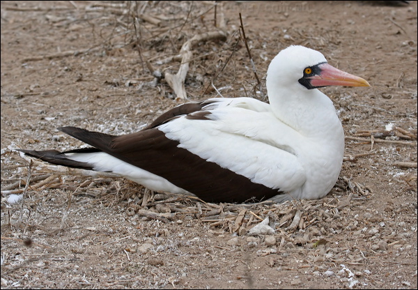 Nazca Booby nazca_booby_27608.psd