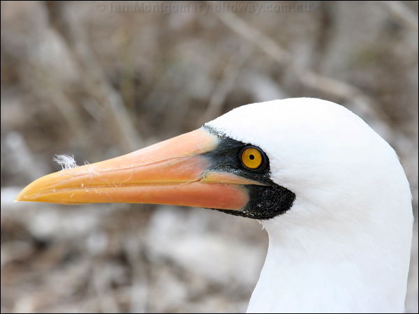 Nazca Booby nazca_booby_27609.psd