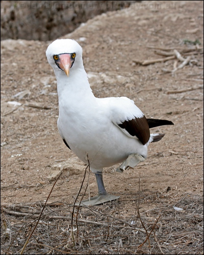 Nazca Booby nazca_booby_27612.psd