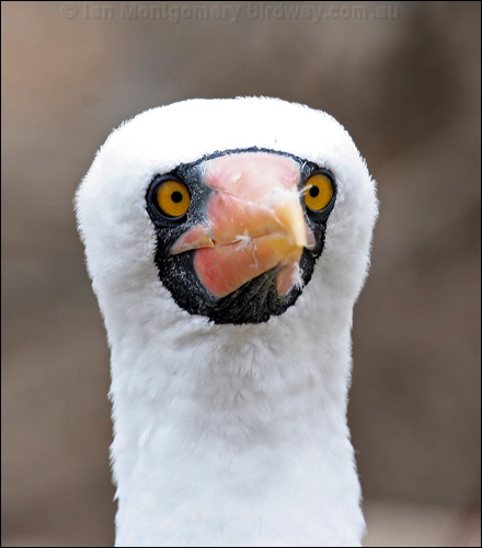 Nazca Booby nazca_booby_27615.psd