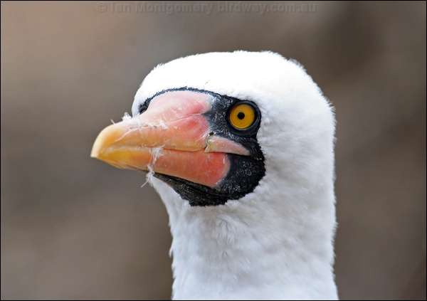 Nazca Booby nazca_booby_27617.psd