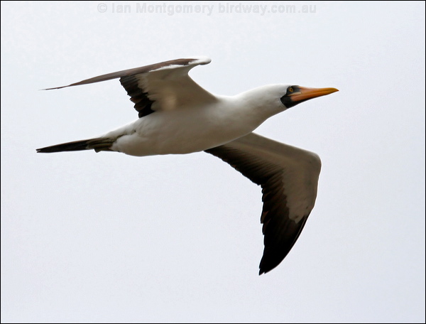 Nazca Booby nazca_booby_27641.psd
