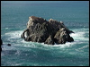 northern_gannet_05882
