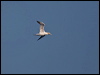 northern_gannet_160523