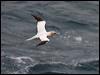 northern_gannet_20393