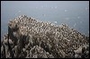 northern_gannet_20405