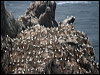 northern_gannet_20406