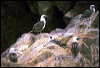 peruvian_booby