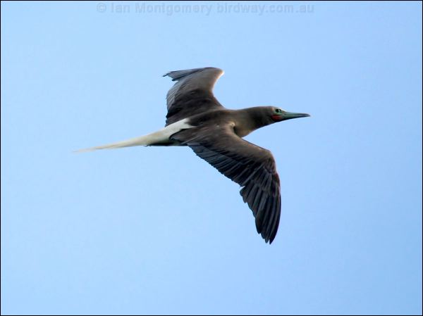 Red-footed Booby red_footed_booby_21394.psd