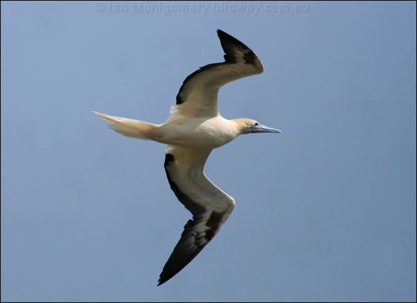 Red-footed Booby red_footed_booby_39067.psd