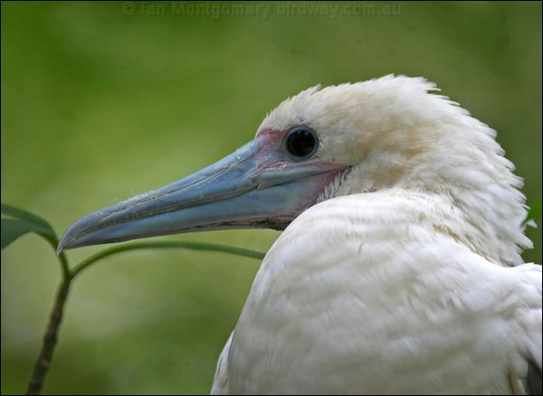Red-footed Booby red_footed_booby_40365.psd