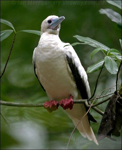 Red-footed Booby red_footed_booby_40375.psd