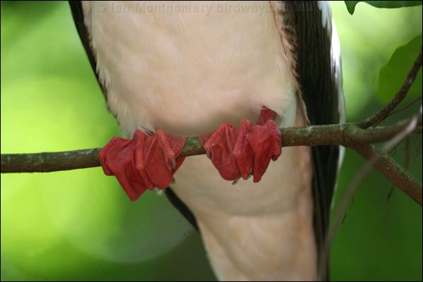 Red-footed Booby red_footed_booby_40390.psd