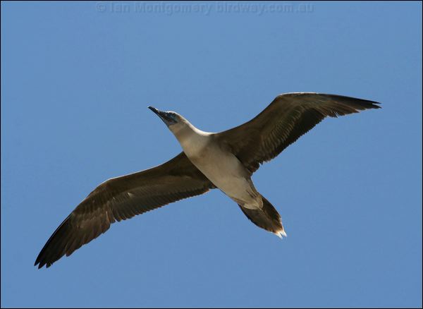 Red-footed Booby red_footed_booby_45214.psd