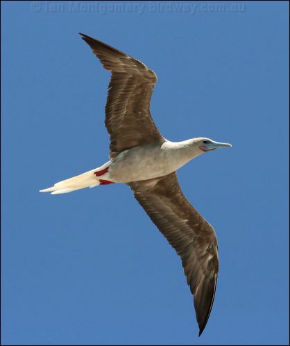 Red-footed Booby red_footed_booby_45231.psd