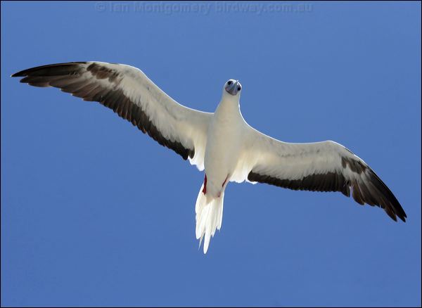 Red-footed Booby red_footed_booby_45257.psd