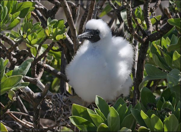 Red-footed Booby red_footed_booby_45864.psd