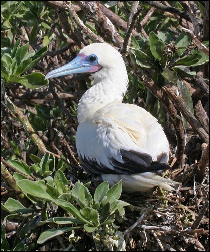 Red-footed Booby red_footed_booby_45911.psd